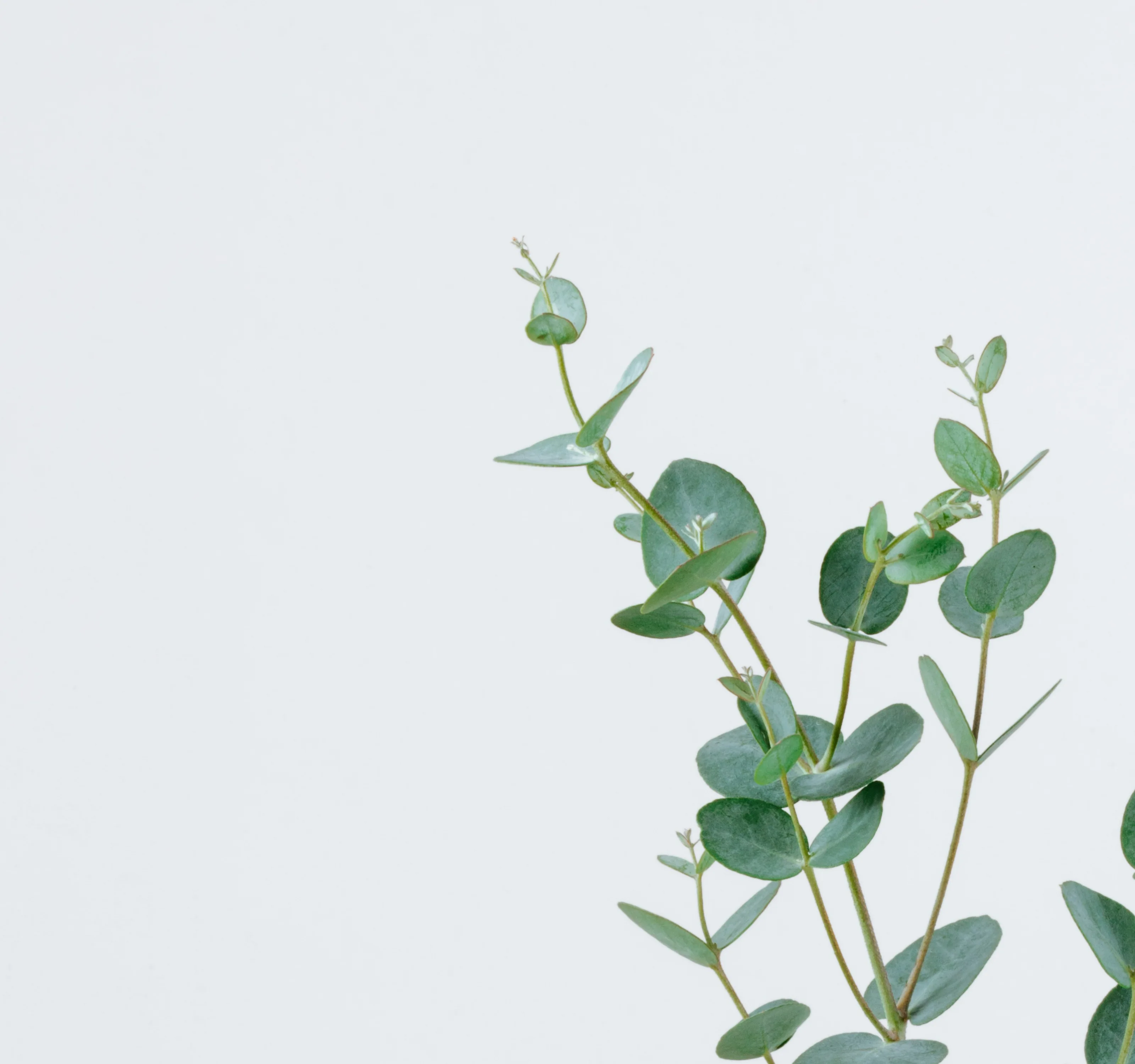 Sustainable Background